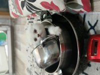 Sevimli scottish fold kedicikler