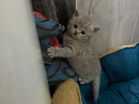 British shorthair torunlarımız yuvasını arıyor