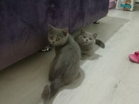 OYUNCUMU OYUNCU BRİTİSH YAVRULARIM