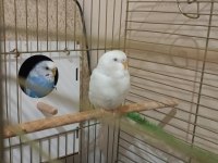 Albino muhabbet kuşu