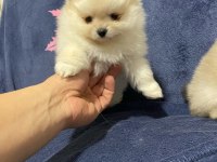 Pomeranian dişi erkek yavrularımız