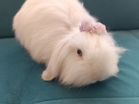 Angora tavşanı