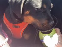 4 aylık dişi rottweiler