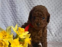 Dark brown teacup yavrular