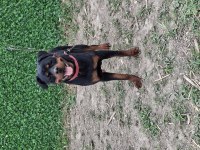 Genç dişi rottweiler
