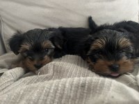 60 Günlük Yorkshire Terrier Yavrularımız