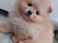 Ayı surat pomeranian bebekler