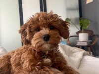 Üstün Zekalı Akıl Küpü Cavapoo Yavruları