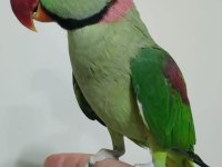 ERKEK ALEXANDER PAPAĞANI