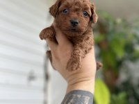 Toy poodle kore kan