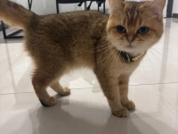 Brıtısh Shorthair 2,5 Yaşında