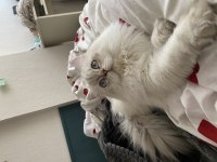 British longhair 1,5 yaşında