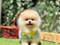 Pomeranian Boo Ultra Mini Ayi Surat Yavrular