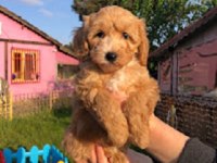 MALTİPOO YAVRULAR RUHSATLI ÜRETİM
