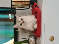 Bursa yavru british shorthair