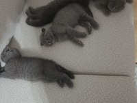 Scottish Fold Ve British Shorthair Blue Yavrular