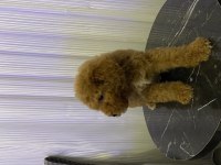 TOY POODLE BEBEKLER YENİ AİLESİNİ ARAMAKTA