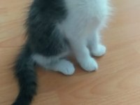 KEDİMİZ İÇİN LÜTFEN CİDDİ OLANLAR YAZSIN