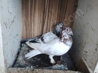 Erkek Kırmızı Şallı Tip Güvercin