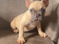 Ev bakımı french bulldog yavrularım