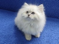 İstanbul içi 7/24 Adrese teslim longhair British ponçik 
