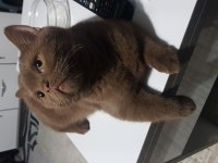 Hiç bulunmayan bir renk british shorthair
