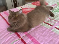 Cinnemon longhair kedimiz