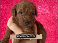 Kore Red Brown Poodle