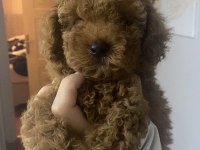 Toy Poodle YavruSevimli