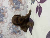 Toy Poodle Bebekler