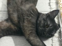 British Shorthair ve melez yavru