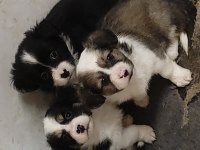 Fino yavru köpekler