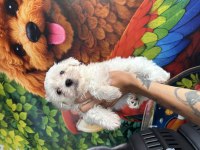 Maltese Terrier Yavrumuz