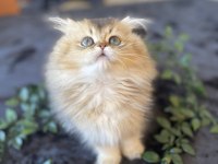 Kaliteli golden british longhair