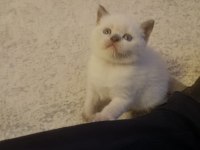British shorthair blue point yavrumuz