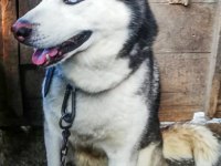 HUSKY KÖPEĞİMİZE YENİ YUVA ARIYORUZ