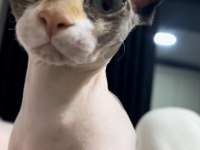 Hamile Sphynx (Sfenks)