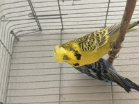 Jumbo Çift Muhabbet Kuşu