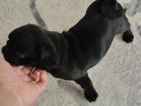 Neşeli enerjik sevimli pug