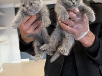 Show kalite british shorthair yavrularımız ankara