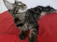 XXXL MAİNE COON ERKEK BLACK TABBY