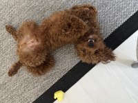 Toy poodle 1 yaşında