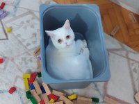 10 aylık beyazım british shorthair