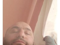 Pakistan papağanı evcil dişi