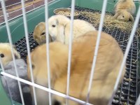 Hollanda mini lop cüce tavşan