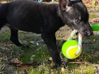 2 aylık saf siyah belçika kurdu (malinois)