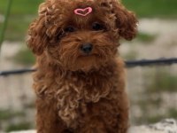 Aşıları Tam Teslime Hazır Orjinal ToyPoodle