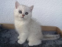 Harika Silver Erkek Scottish Straight Yavrumuz
