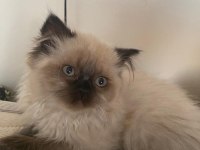 Scottish Fold Blue Point Dişi 50 Günlük