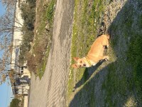 Köpeğimiz Hastasına